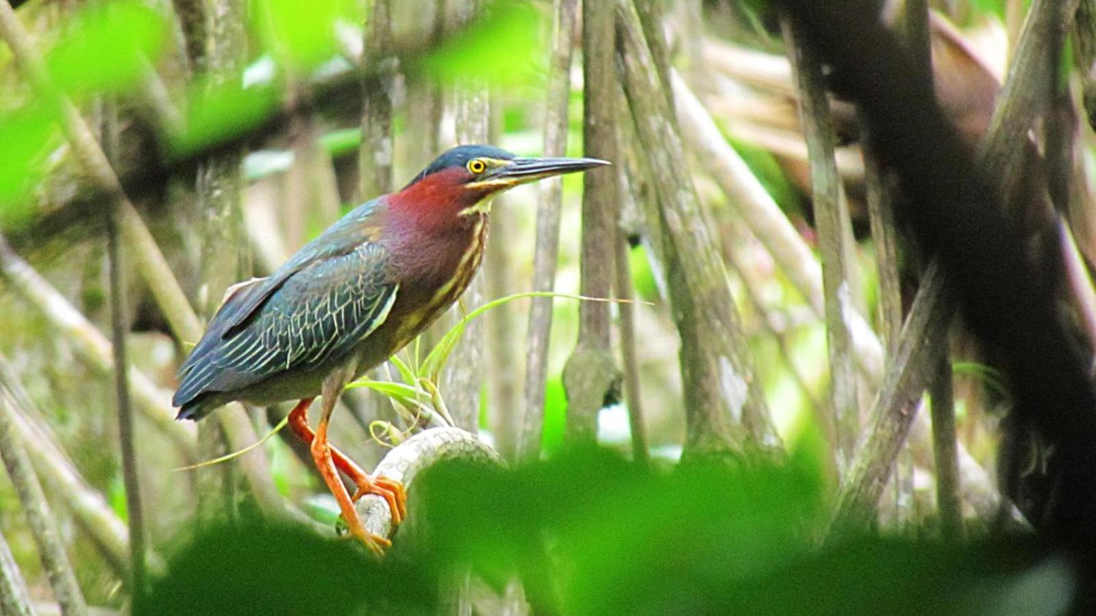 The Resort At Isla Palenque Member Of The Cayuga Collection بوكاتشيكا المظهر الخارجي الصورة